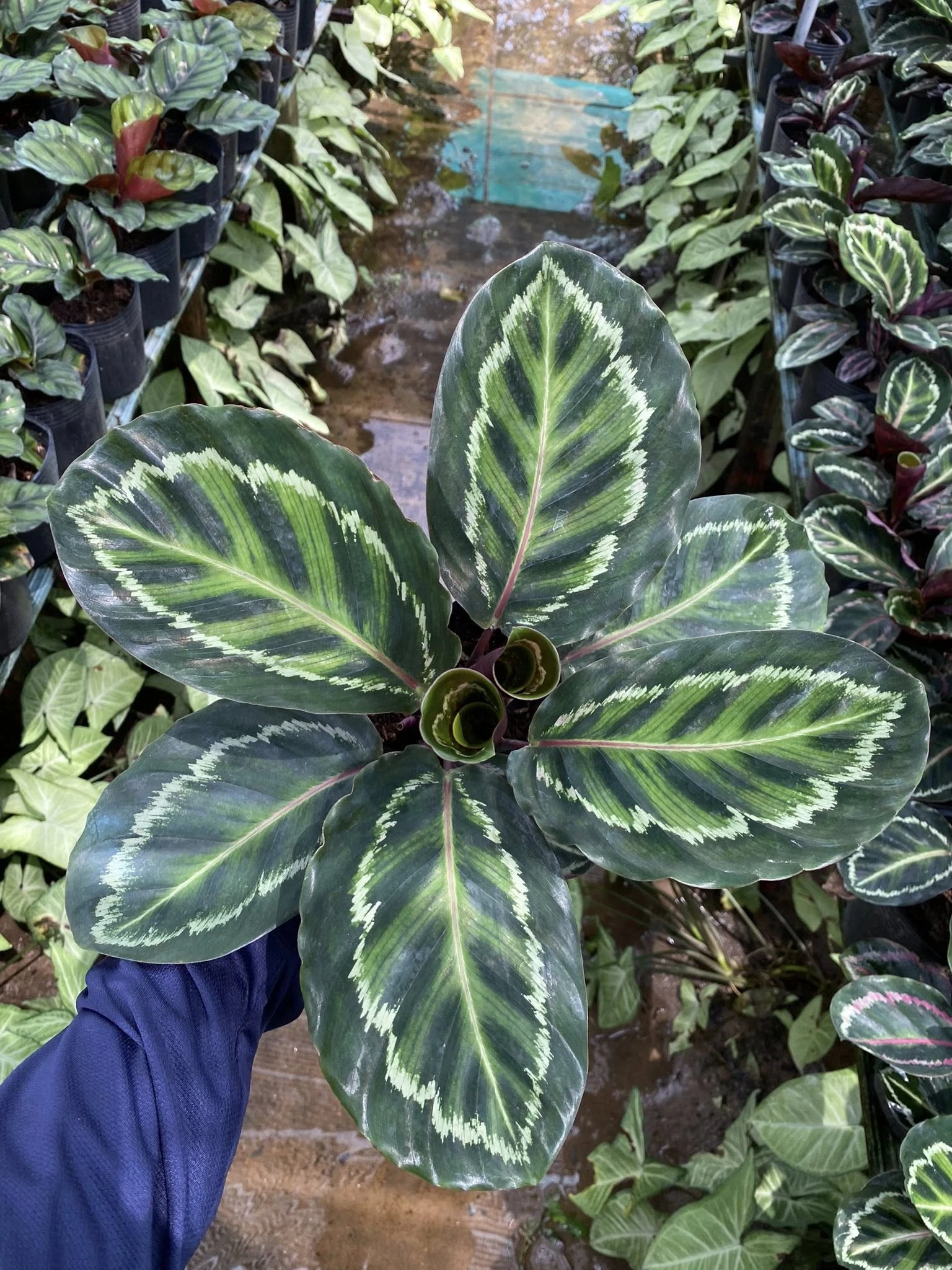 Bộ sưu tập kiểng mới nhất sắp ra mắt