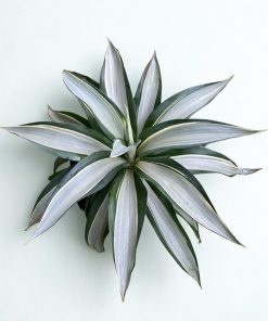 Dứa bạc Nam Mỹ
