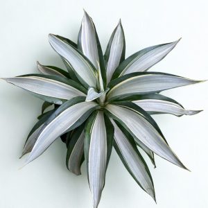 Dứa bạc Nam Mỹ