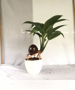 Dừa bonsai