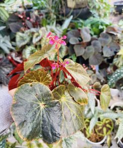 Alternative view of Begonia