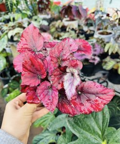 Begonia