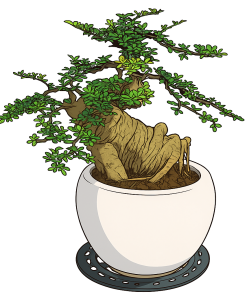 Bonsai