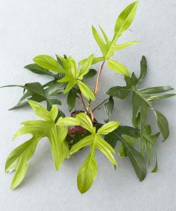 Trầu bà cánh én