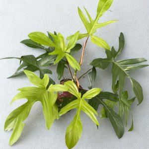 Trầu bà cánh én