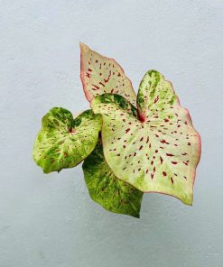 Alternative view of Caladium