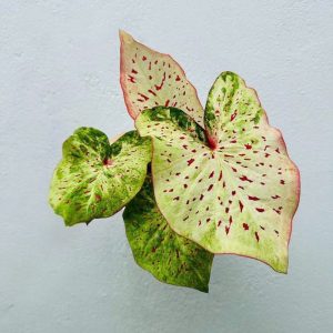 Alternative view of Caladium