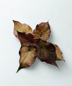 Caladium